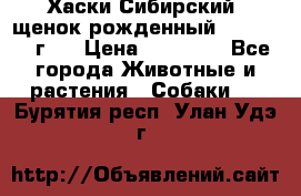 Хаски Сибирский (щенок рожденный 20.03.2017г.) › Цена ­ 25 000 - Все города Животные и растения » Собаки   . Бурятия респ.,Улан-Удэ г.